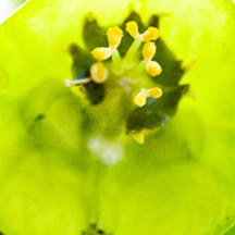 ddos攻击器安卓ios下载